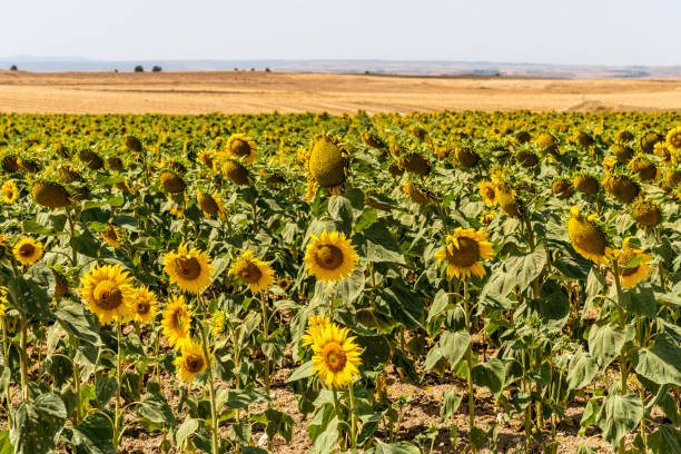 Photo of sunflower in beautiful summer day
