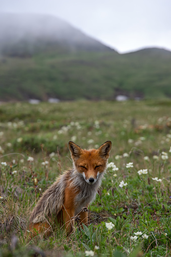 Red fox sitting on the grass with white flowers against the backdrop of mountains. Wild animals in nature. Protection of wild animals concept.
