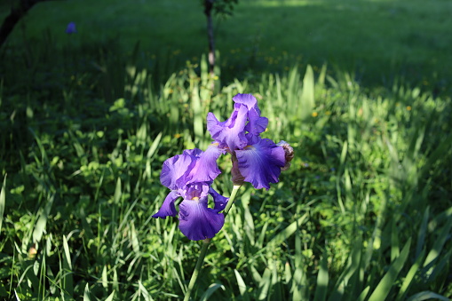 Purple Iris in bloom in spring, town of Civray, Vienne department, France