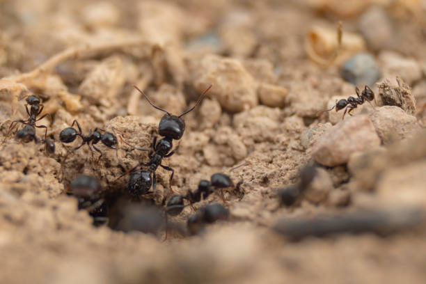 istock Worker ants and army ants, Messor barbarus species 1397573555