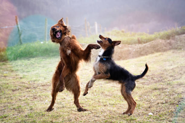 istock young basque shepherd dog playing with cellar puppy. both standing jumping, mouth open and funny gesture. in a grassy field on a summer morning. happy pets. 1397574515