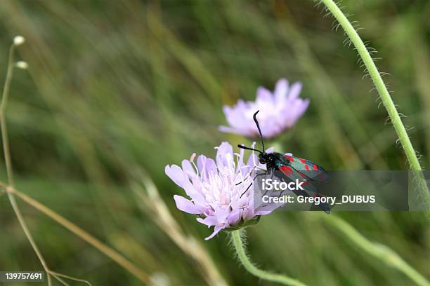 Zygene Filipendula の花 - アウトフォーカスのストックフォトや画像を多数ご用意 - アウトフォーカス, ハーブ, マクロ撮影