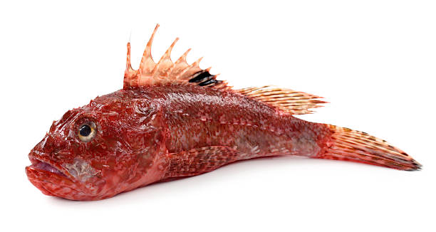 Red scorpionfish or Scorpaena scrofa Red scorpionfish or Scorpaena scrofa isolated on white background scorpionfish photos stock pictures, royalty-free photos & images