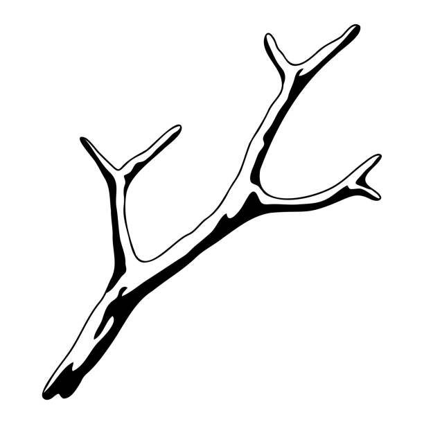 乾いた裸の枝のイラスト。装飾的な天然の小枝。 - tree silhouette branch bare tree点のイラスト素材／クリップアート素材／マンガ素材／アイコン素材