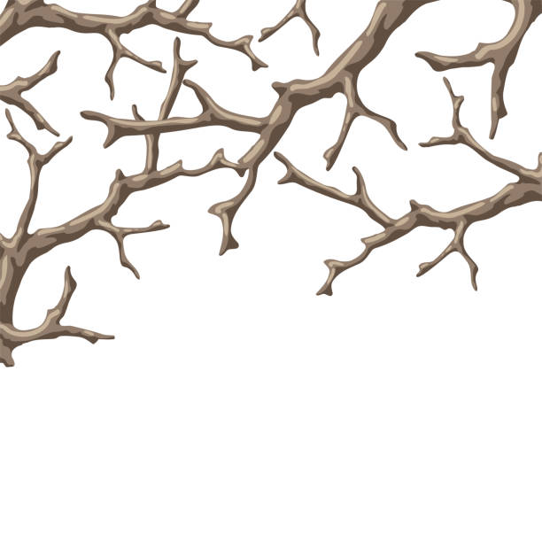 건조한 ��벌거 벗은 가지가있는 배경. 장식용 천연 나뭇 가지. - autumn backgrounds bark botany stock illustrations
