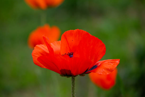 macrophotographie de fleur de pavot oriental orange un jour d’été. - poppy oriental poppy macro corn poppy photos et images de collection