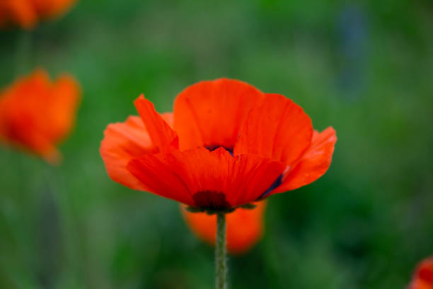 macrophotographie de fleur de pavot oriental orange un jour d’été. - poppy oriental poppy macro corn poppy photos et images de collection