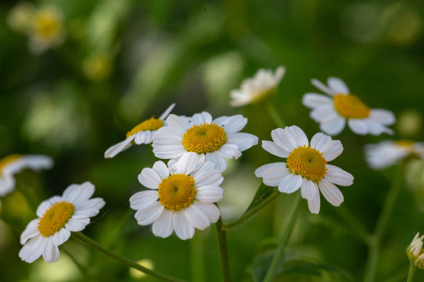 istock Blooming chamomile flower on a summer sunny day macro photo. 1397581222