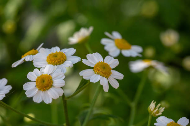istock Blooming chamomile flower on a summer sunny day macro photo. 1397581259