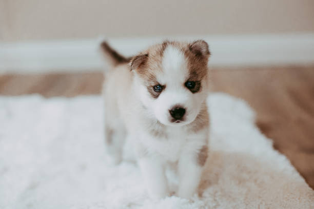 istock Siberian Husky Puppy 1397581277