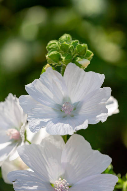 flor de malva de almizcle blanco en un día soleado de verano fotografía macro. - musk fotografías e imágenes de stock