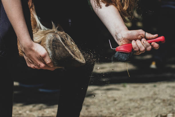 Horse hoof cleaning