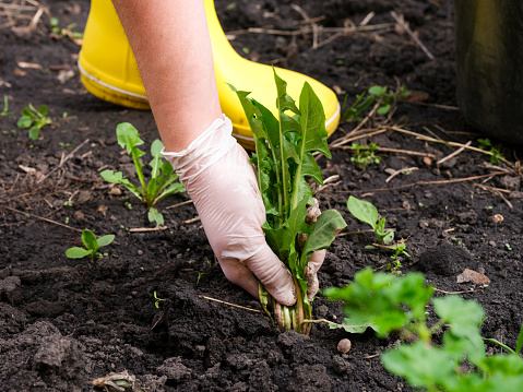A woman hand in a glove pulling out weeds.