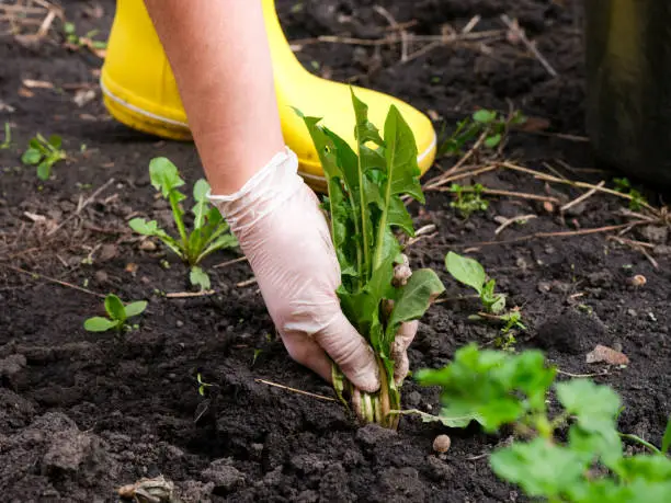 A woman hand in a glove pulling out weeds. Close-up.