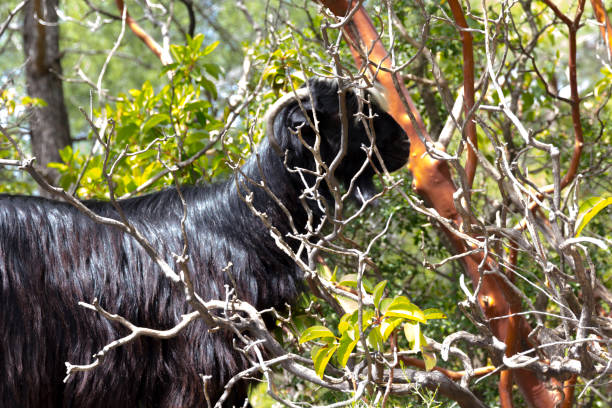 mountain wild goat in the forest - wild goat imagens e fotografias de stock