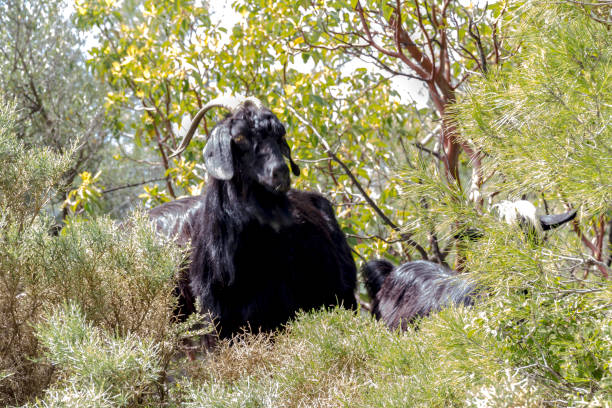 mountain wild goat in the forest - wild goat imagens e fotografias de stock