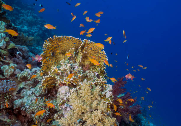 istock Coral reefs in the Red Sea, Egypt 1397583586
