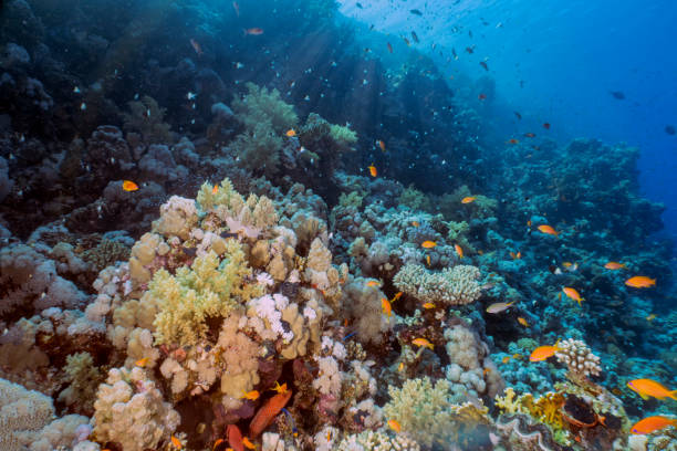 Coral reefs in the Red Sea, Egypt stock photo