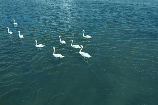 Bevy of beautiful white swans swimming across sea