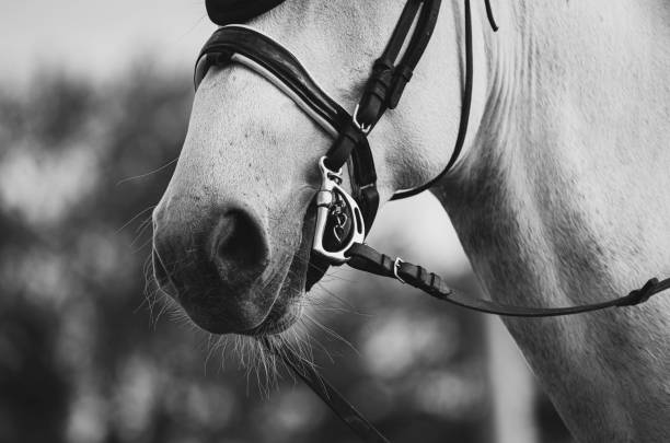 istock Horse bridle and bit detail 1397584790