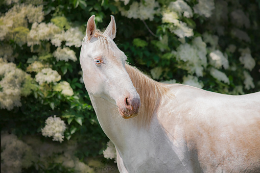 Double dillute akhal teke mare, no tack, portrait in flowers