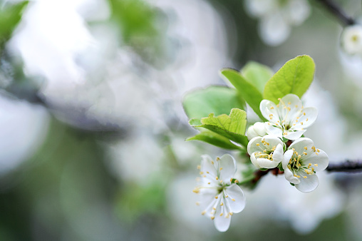 A branch with white flowers on a blurry background and copy space.