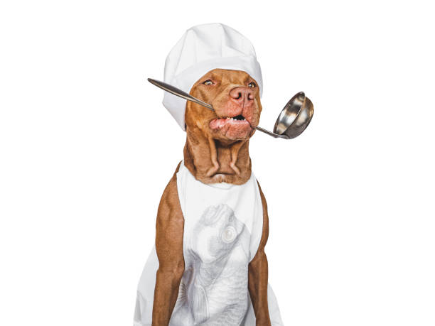 istock Pretty brown puppy and white chef's hat 1397586383