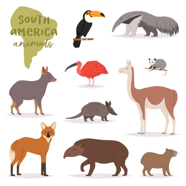 ilustraciones, imágenes clip art, dibujos animados e iconos de stock de animal en carácter de mamífero animal silvestre de américa del sur vector - oso hormiguero