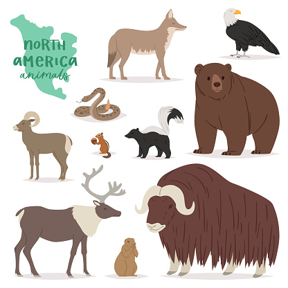 Animal vector animalistic character in forest bear deer elk in America wildlife illustration set of American predator mountain goat isolated on white background.