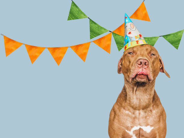 istock Lovable, pretty brown puppy and party hat 1397587124