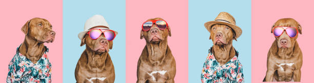 istock Lovable, pretty brown puppy, sun hat and sunglasses 1397587458