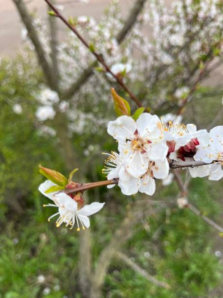 istock Tender blooming bush, white flowers blossom 1397587494