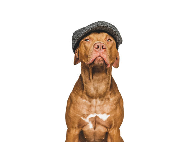 istock Lovable, pretty brown dog. Pet care concept 1397587593