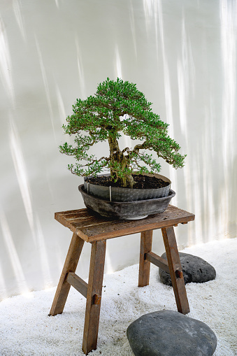 Bonsai tree. Beautiful small rubber tree in interior