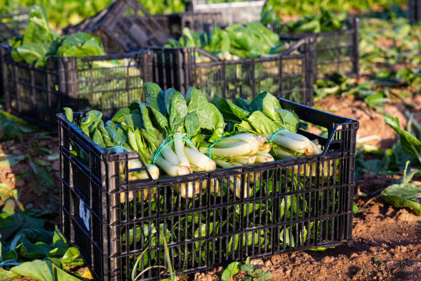 istock Closeup ripe chard in boxes on a field 1397589344