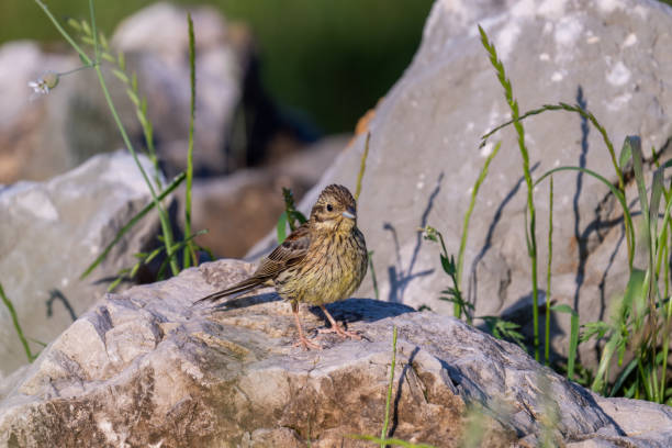 istock The cirl bunting Emberiza cirlus 1397589382