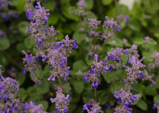 istock Feline mint variety with blue flowers 2 1397589423