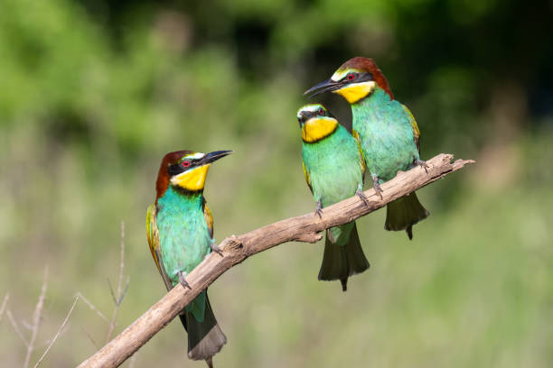istock The European bee-eater 1397589428