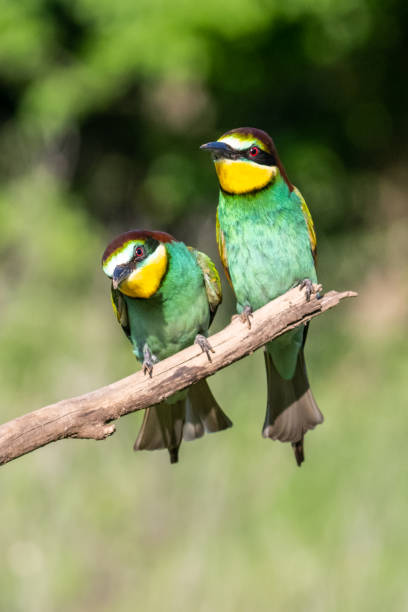 istock The European bee-eater 1397589649