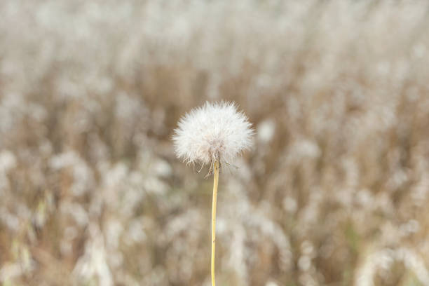 Taraxacum officinale, dandelion or bitter chicory Generally considered a weed, \