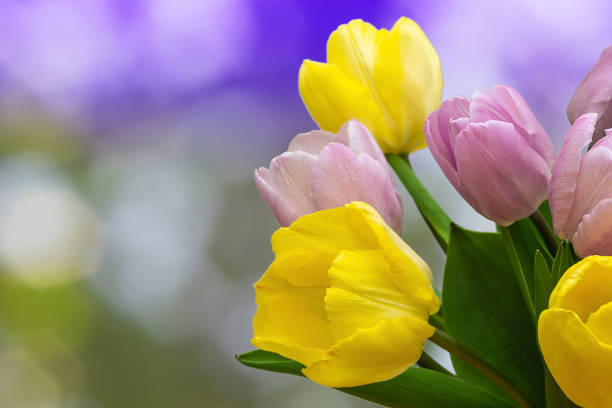 Red tulips. Spring storytelling. Tulip bouquet. Greeting card. For Mothers Day, international women’s day, birthday.