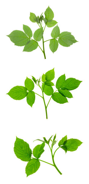 istock Set : Raspberry leaves isolated on white background. Raspberry bush. Fresh spring greens. Herbal medicine. Gardening. 1397590938