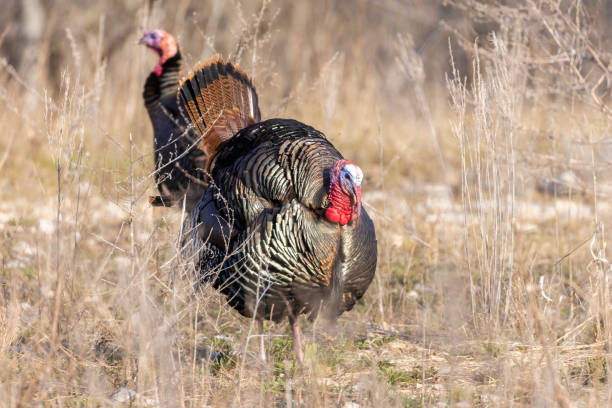 Male wild turkey in spring