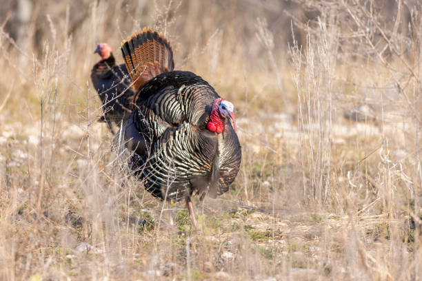 istock Male wild turkey in spring 1397591101