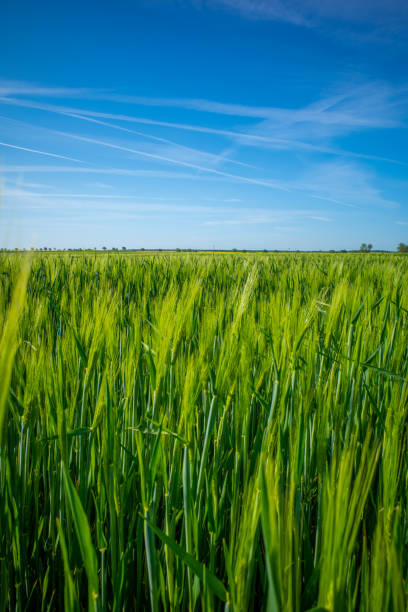 istock green corn field and blue sky in may 1397591104