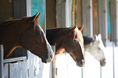 istock three horses in the stable box 1397591182