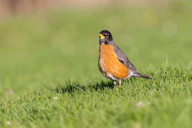 istock Male American robin (Turdus migratorius) 1397591728