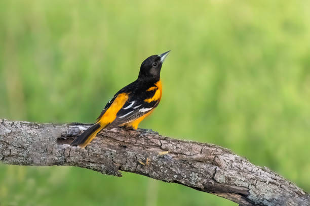 macho baltimore oriole - oriole fotografías e imágenes de stock