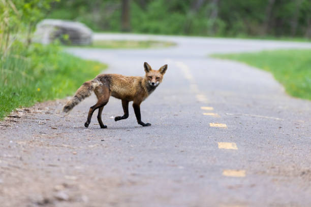 istock Urban fox on the road 1397591775