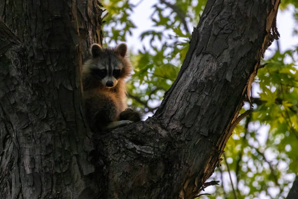 istock Raccoon in late eavning light 1397591799